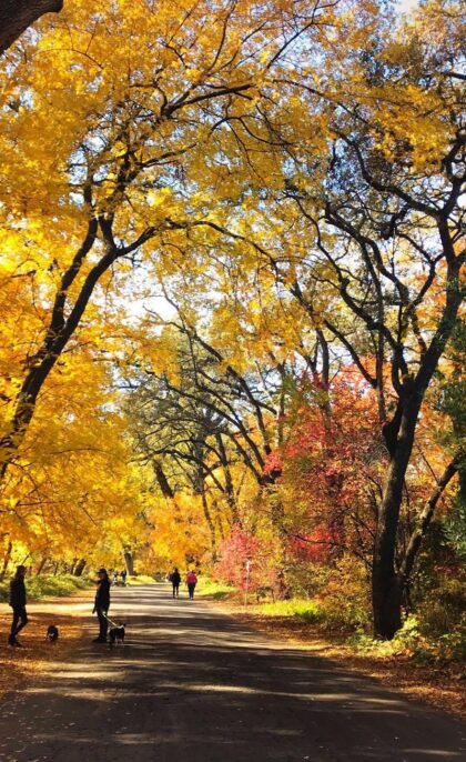 Top 10 Spots to See Fall Colors in Butte County